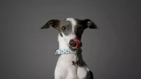 Greyhounds and Gadgets