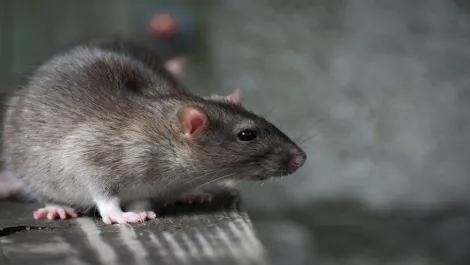 Kiwi businesses beware... of Silver Spaniels and rats