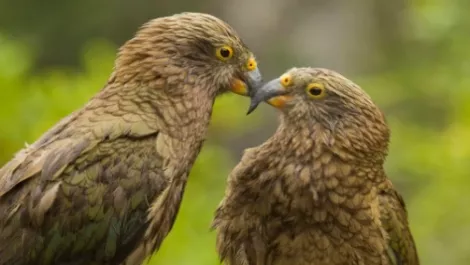 Kiwi developed wildlife tracker to help endangered kea
