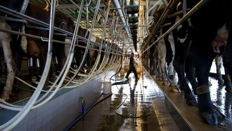 NZ dairy herd rises to record 6.7M as sheep flock falls to 29.6M