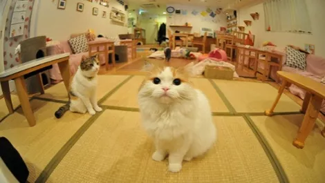 Attention all cat lovers: our first cat cafe is coming