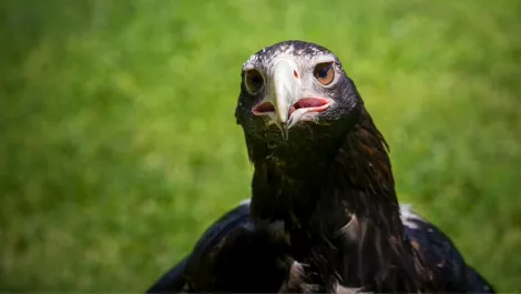 Hangry birds and cats with nine lives caused power blackouts in 2015
