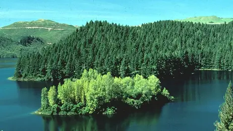 Poor forestry regulations will not protect rivers
