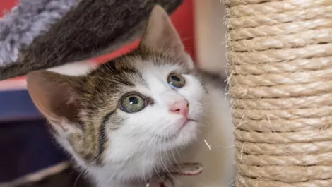 Christchurch couple launch Kickstarter to make South Island's first cat café a reality