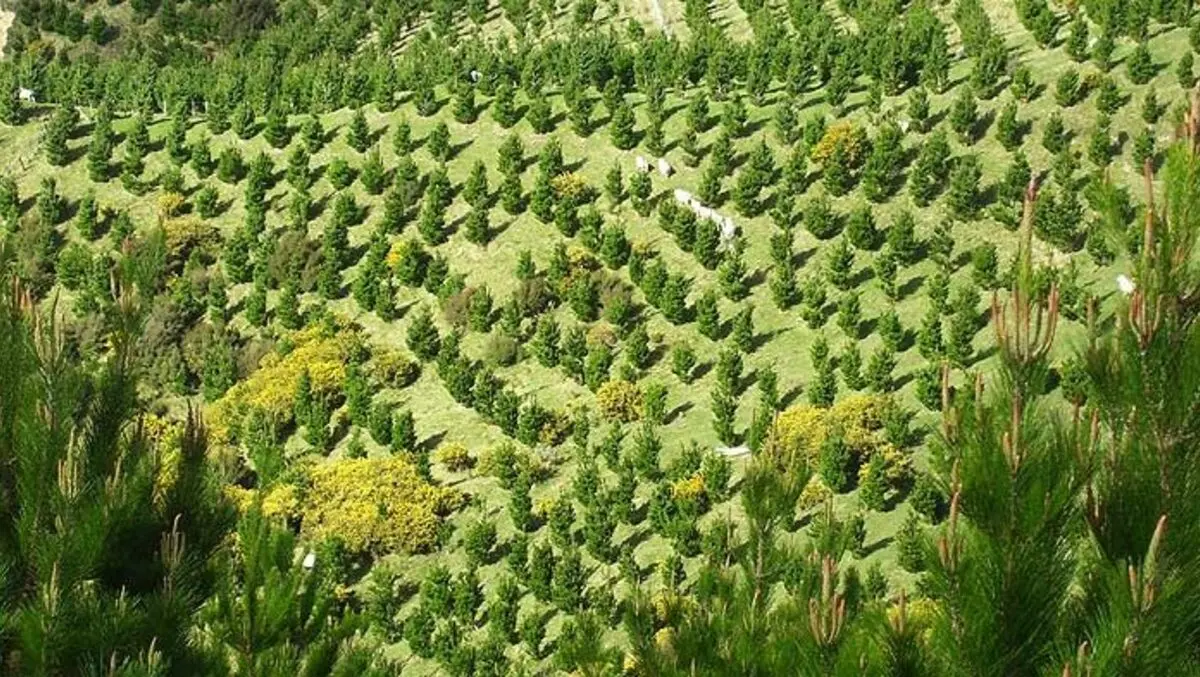 Greenhouse gases scheme has room to grow
