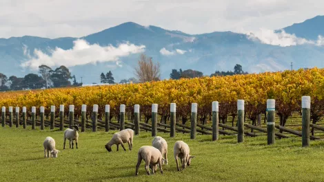 Kiwi locals can now share 'Experiences' with Airbnb travellers