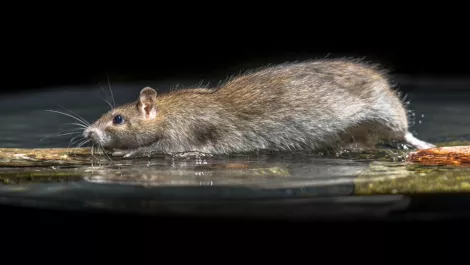 Bluetooth-enabled traps could spell the end for NZ's pests
