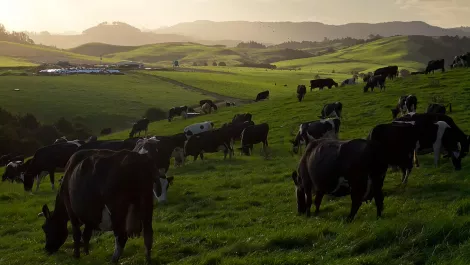 HCL Technologies to conduct Fonterra's major tech overhaul