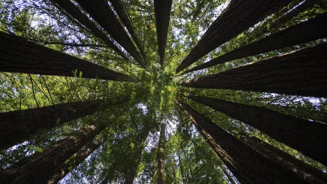 Human judges vital in crowdsourced campaign to track deforestation