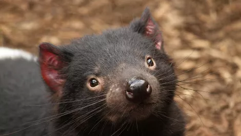 University of Sydney taps into AWS to save threatened species