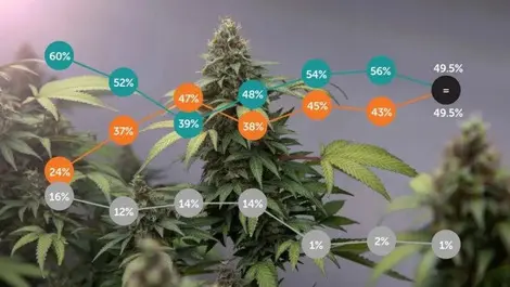 How cannabis legalisation would effect your workplace