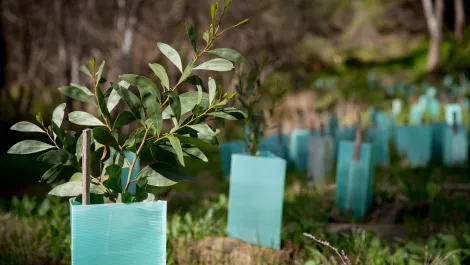 Dicker Data teams up with Parks and Wildlife Foundation
