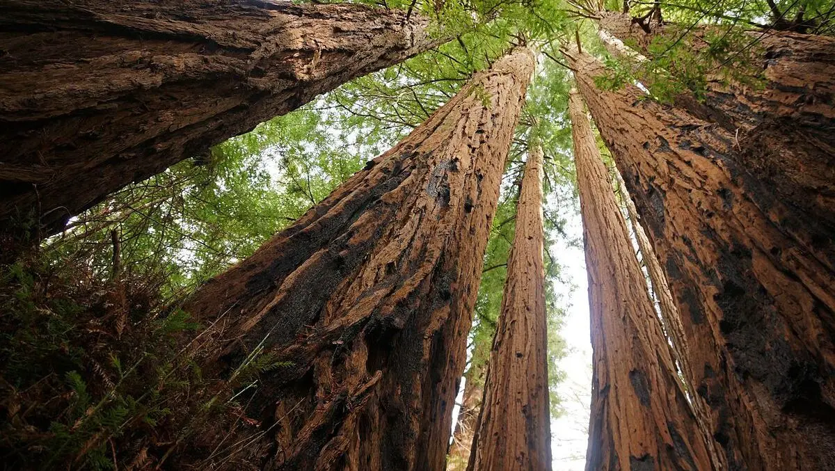 Redwoods could outperform pine as carbon forests