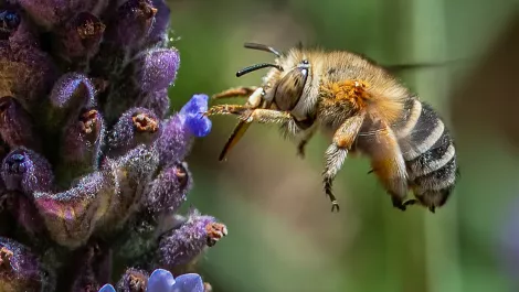 Ebee: Clean, green beehive hardware