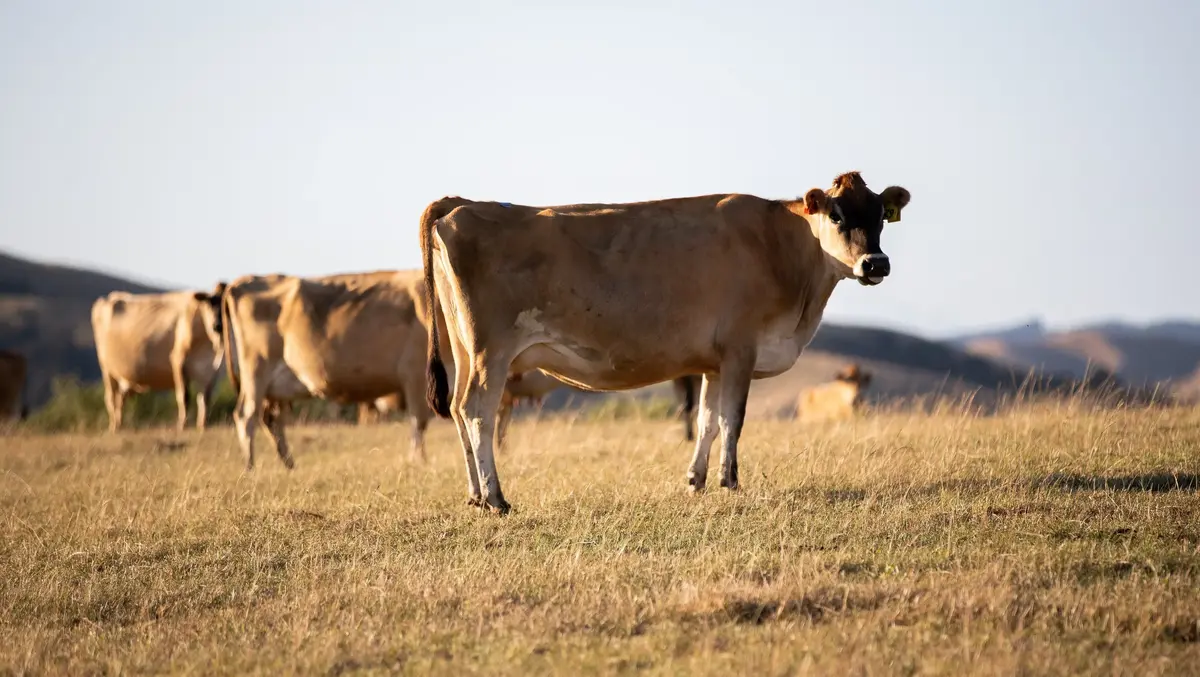 How El Niño may affect the Waikato's agriculture sector