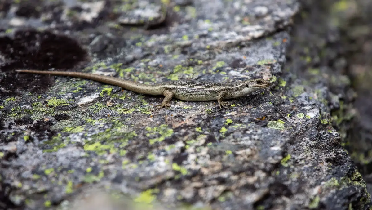 Selwyn mayor: Lizard surveys holding up big projects