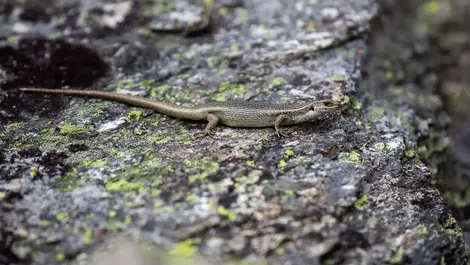 Selwyn mayor: Lizard surveys holding up big projects