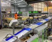 High tech operation attracts graduates to the packing shed