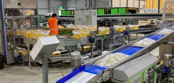High tech operation attracts graduates to the packing shed